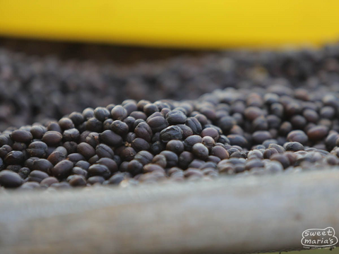 Ethiopia Organic Dry Process Birbirsa