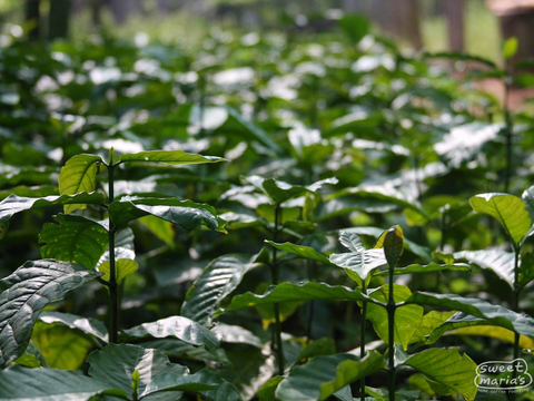 Indian Ratnagiri Estate AB