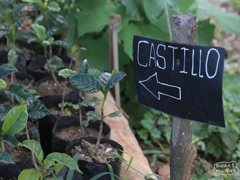 El Salvador - Finca Miravalles Castillo