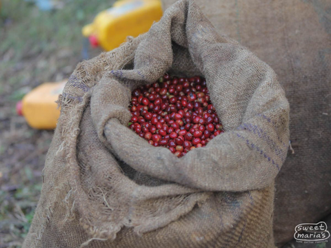 Ethiopia Organic Dry Process Birbirsa