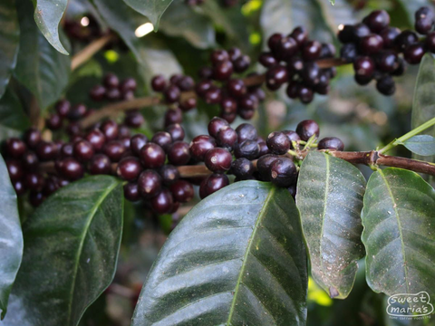 El Salvador - Finca Miravalles Castillo