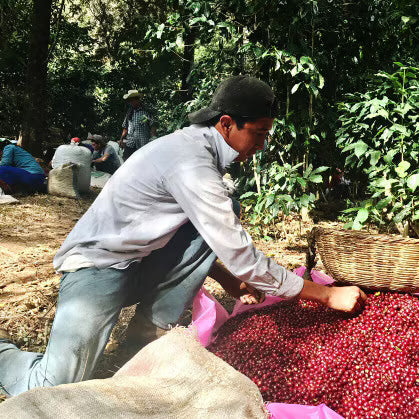 Single Origin Coffee - Dark Roast