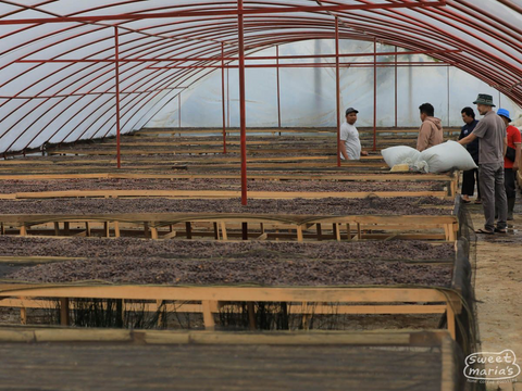 Sumatra Dry Process Kerinci Cooperative