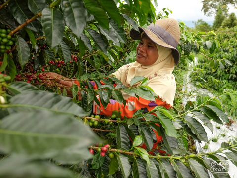 Sumatra Dry Process Kerinci Cooperative