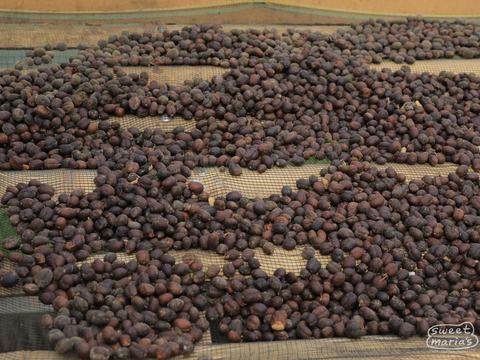 Sumatra Dry Process Kerinci Cooperative