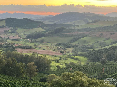 Brazil Pulp Natural Condado São José