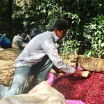 Single Origin Coffee - Medium Roast