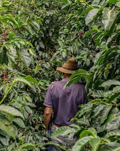 Single Origin Coffee - Medium Roast