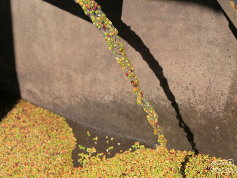 Brazil Pulp Natural Fazenda Santa Lucia