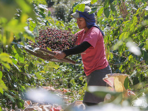 Brazil Pulp Natural Fazenda Santa Lucia