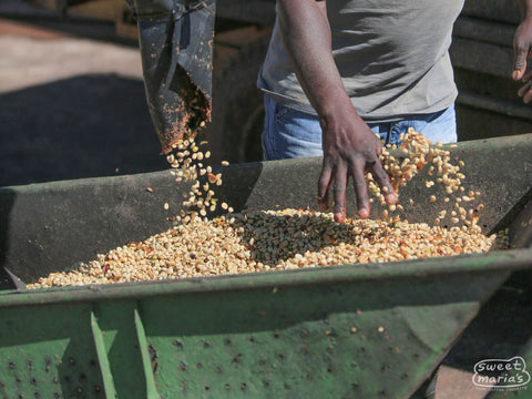 Brazil Pulp Natural Fazenda Santa Lucia