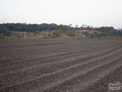 Single Origin Coffee - Medium Roast