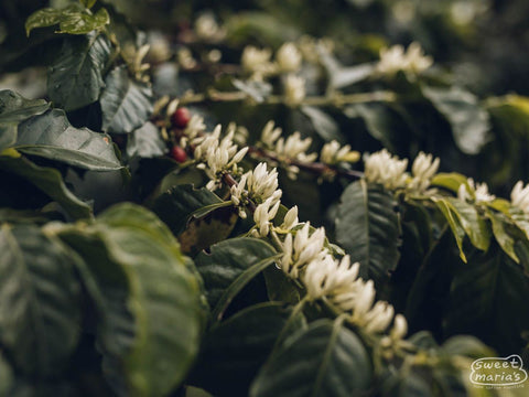 Colombia Gesha - Leonardo Henao
