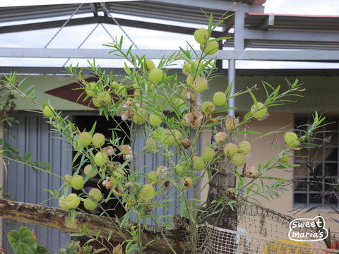 Single Origin Coffee - Dark Roast